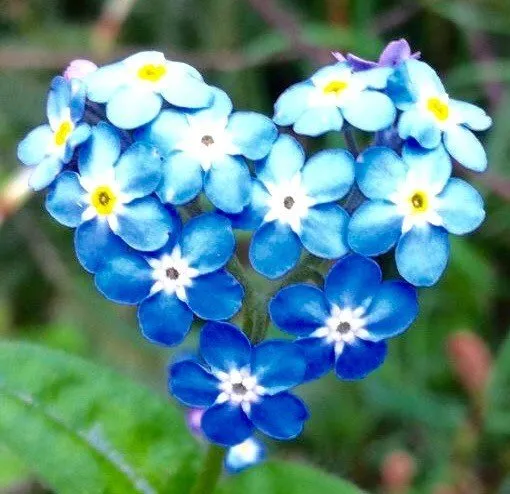 ‘ROUW GAAT OVER LIEFDE’