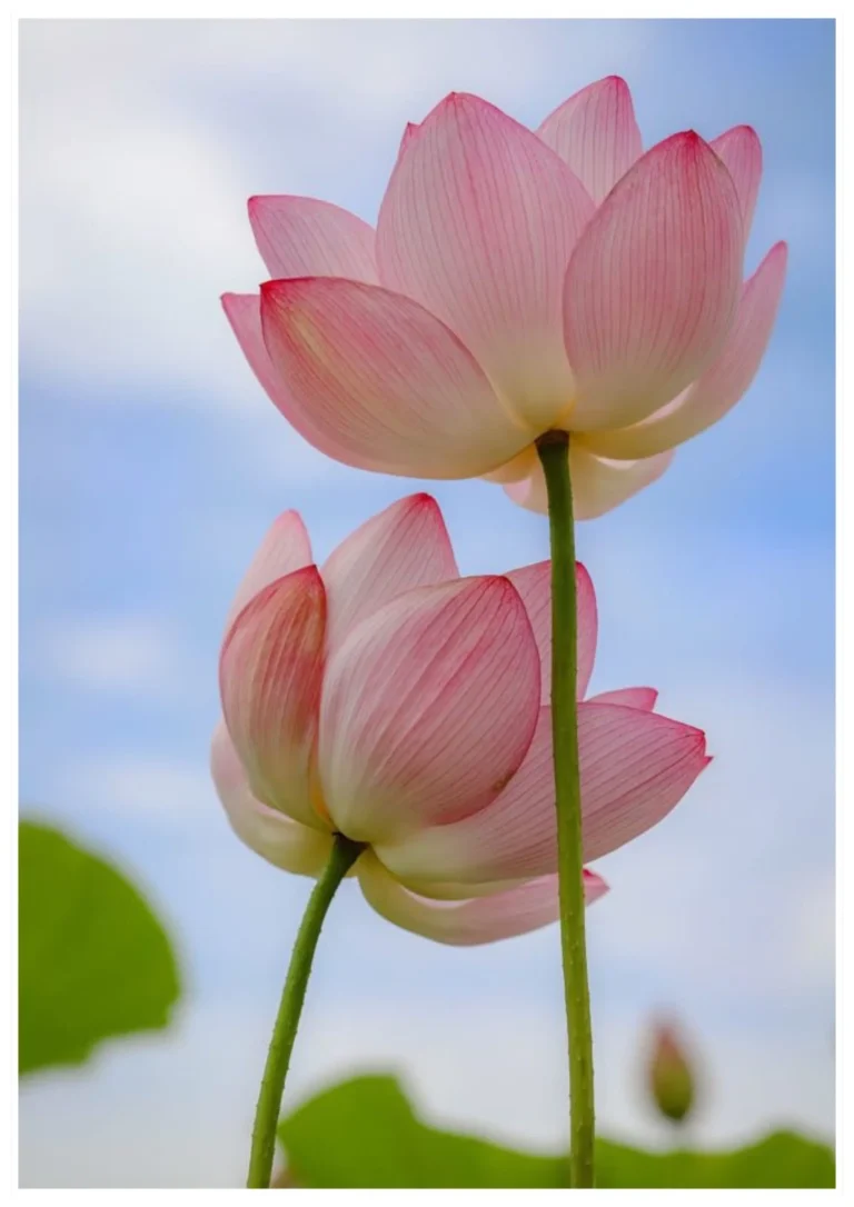 Wat kun je leren van rouw?.